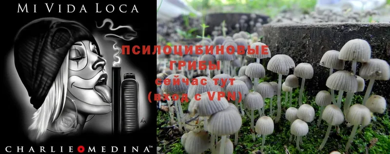 Псилоцибиновые грибы Psilocybine cubensis  где продают   Остров 